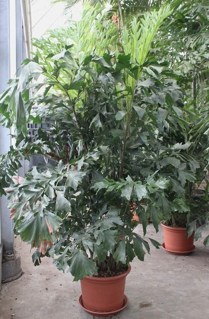 Fischschwanzpalme - Caryota Mitis