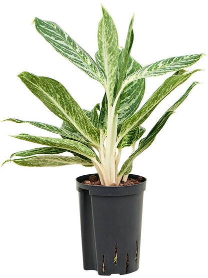 Kolbenfaden - Aglaonema Madonna