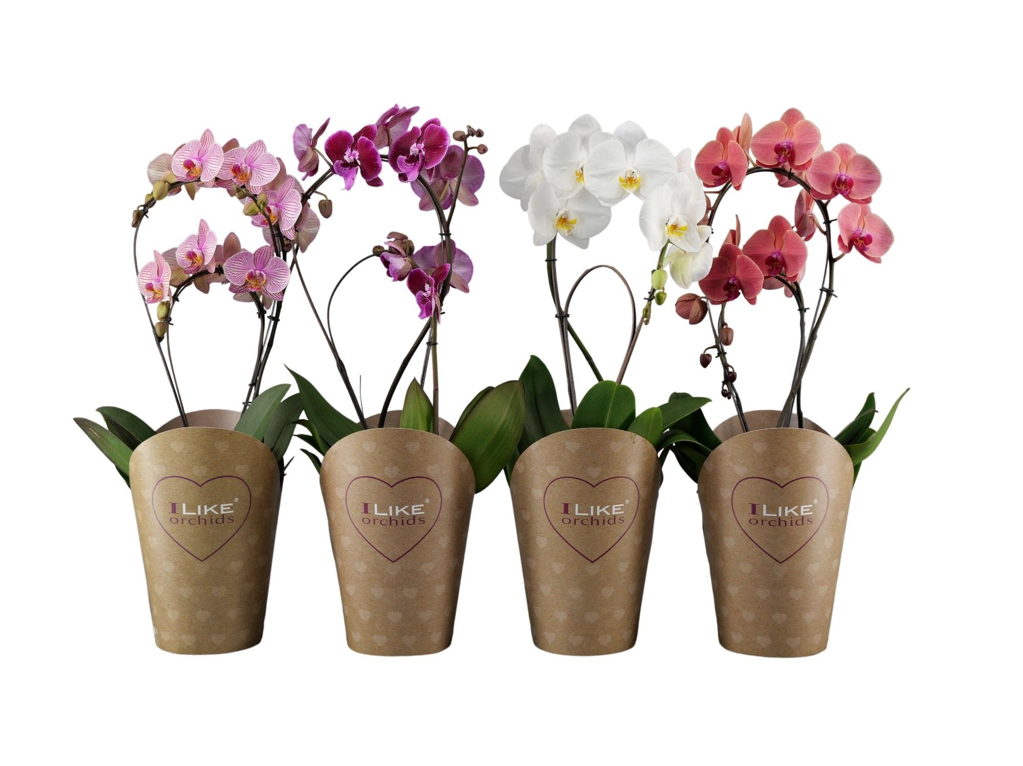 Schmetterlingsorchidee - Phalaenopsis ( Orchid ) Duetto Bamboe Mix