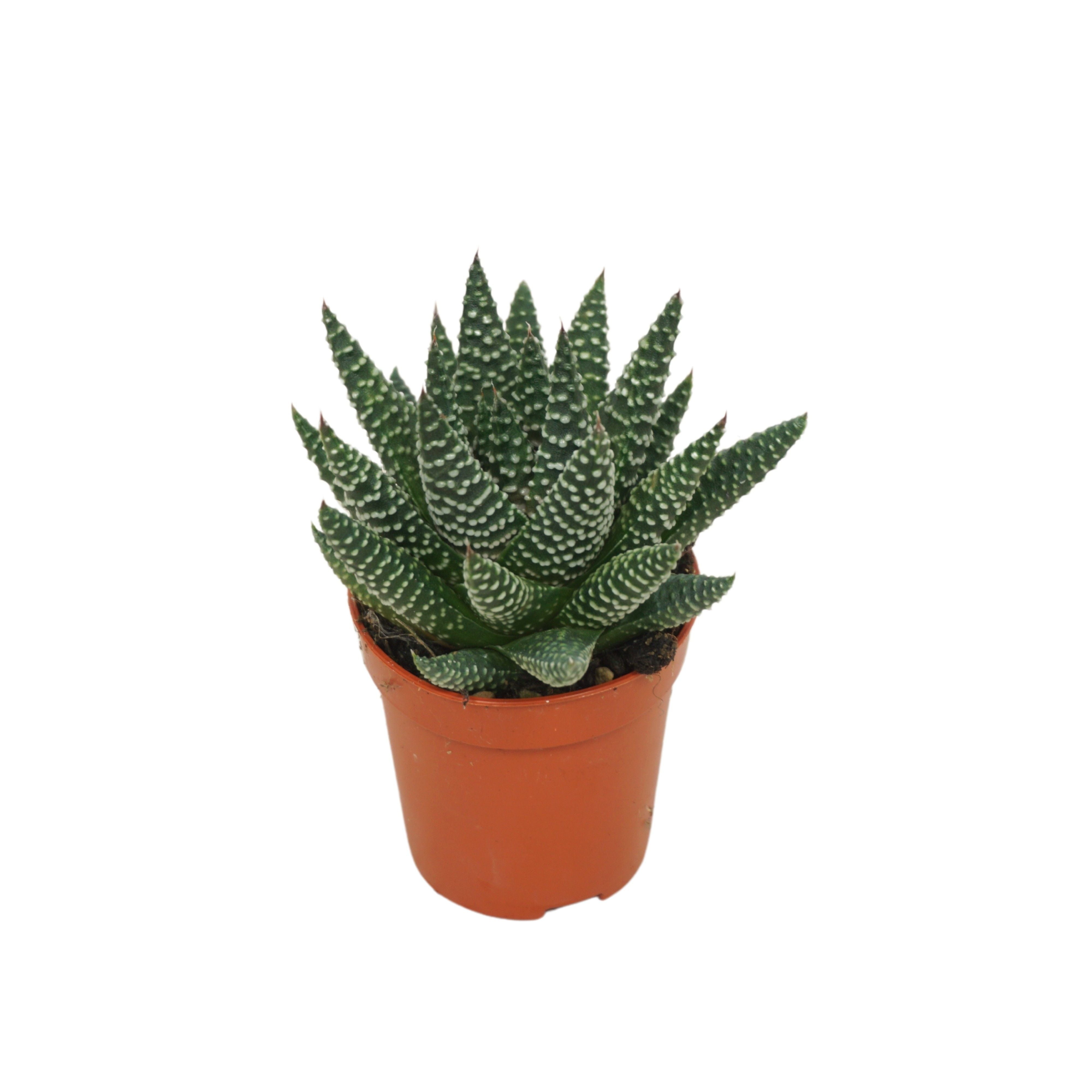 Haworthie ( Haworthia Royal Albert )