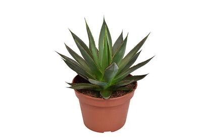 Agave Shaka Zulu