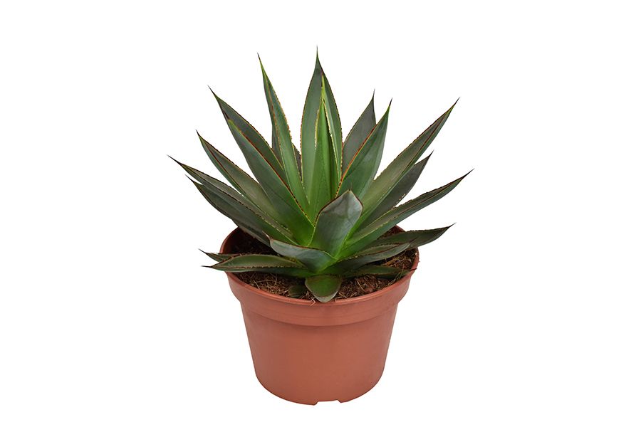 Agave Shaka Zulu
