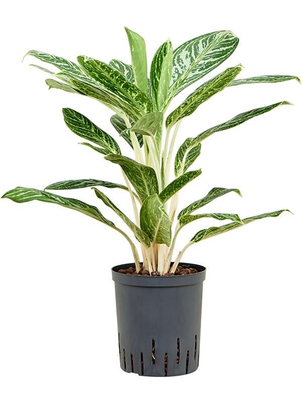 Kolbenfaden - Aglaonema Madonna