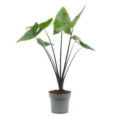 Pfeilblatt - Alocasia Black Zebrina