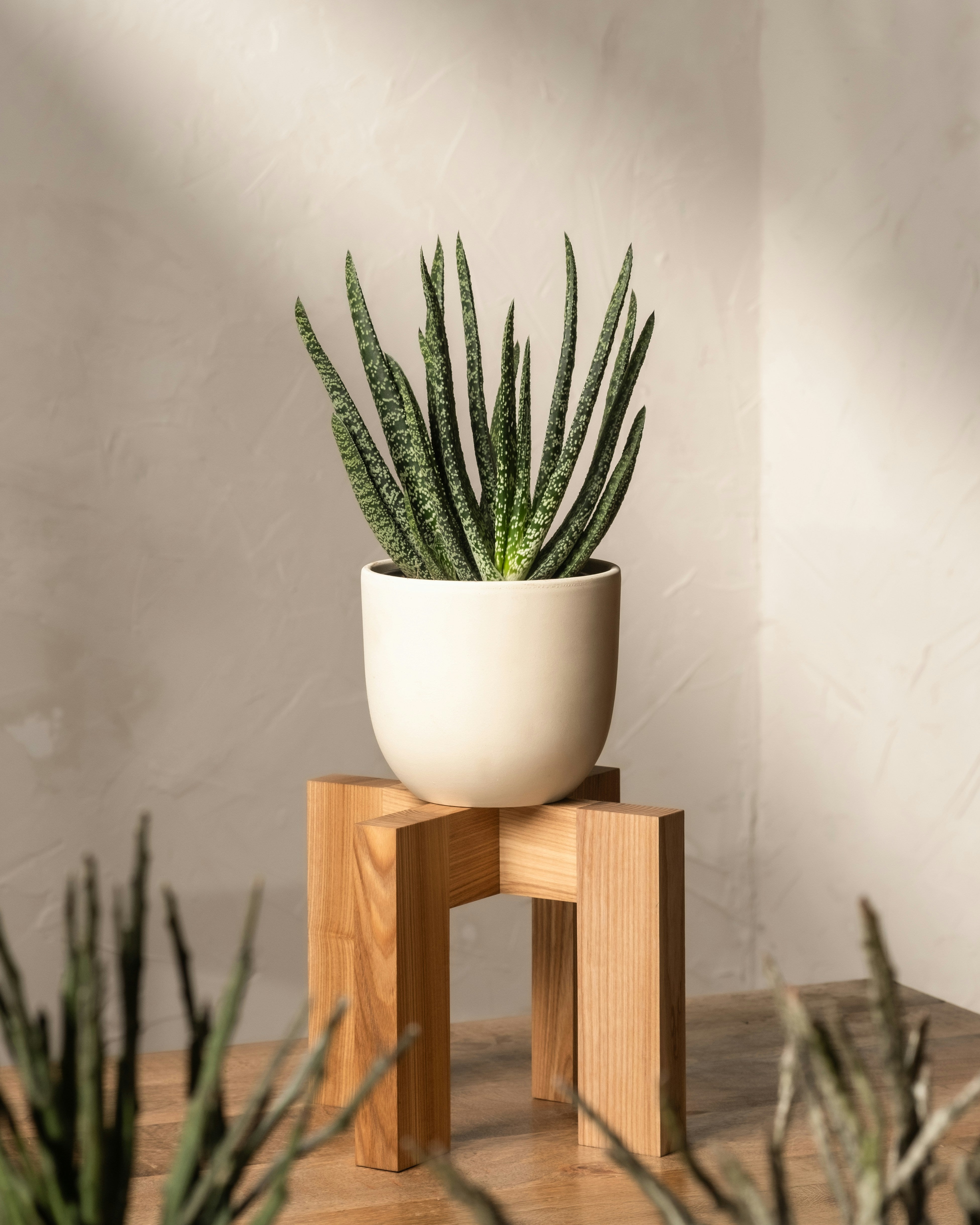 Gasterie - Verrucosa