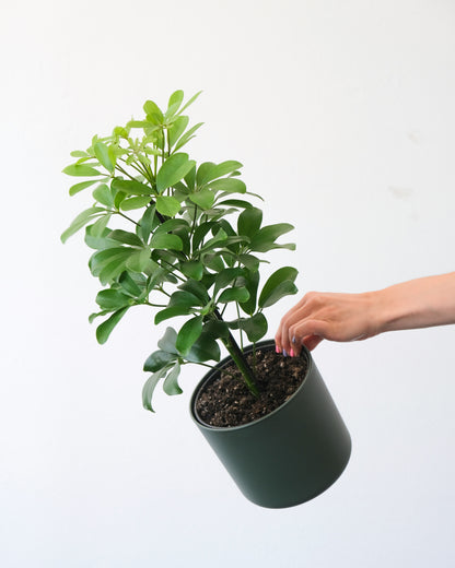 Strahlenaralie - Schefflera Arboricola