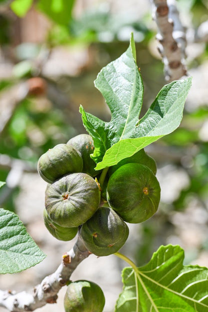 Ficus Carica