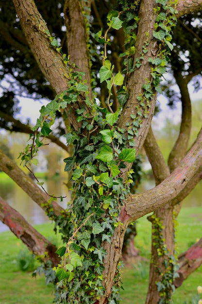Hedera Helix
