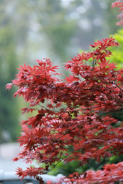 Acer Palmatum Blood Good