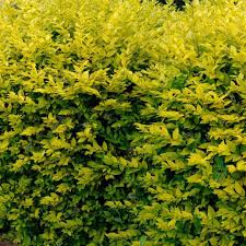 Ligustrum Ovalifolium 'Aureum'