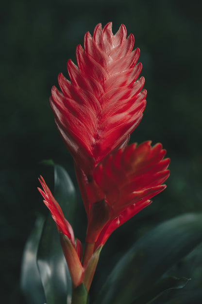 Vriesea - Broméliacées