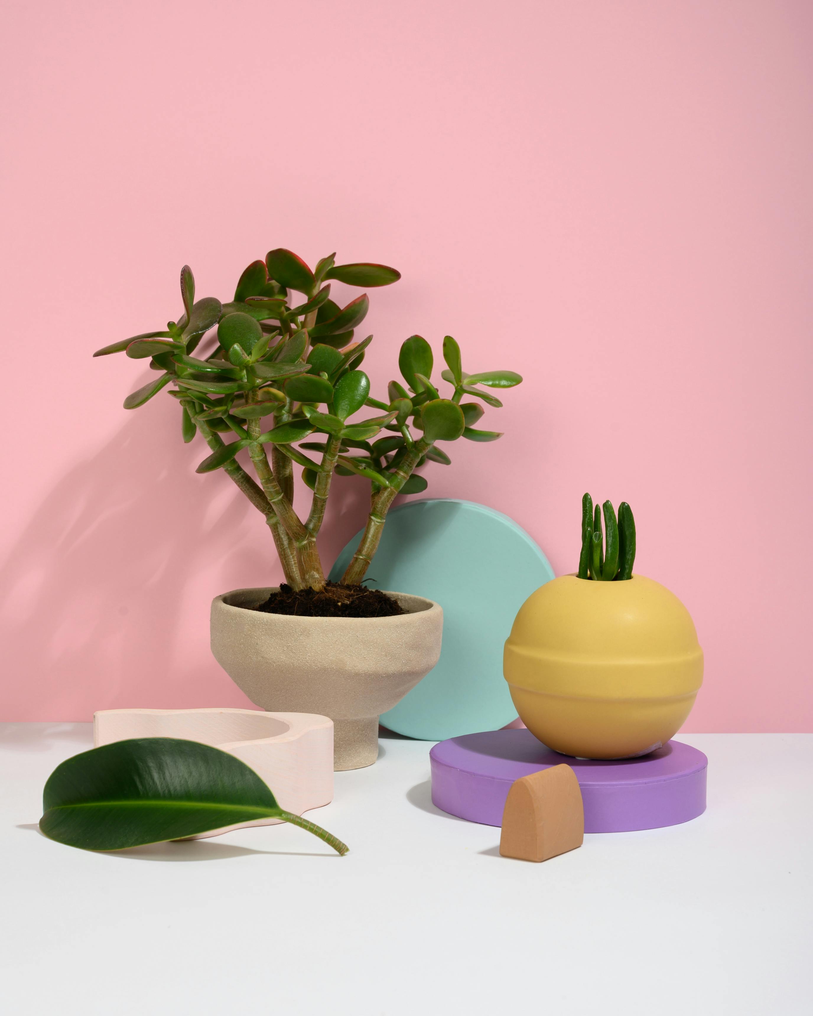 Geldbaum - Crassula (Money Tree)