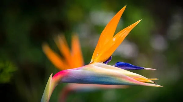 Baumstrelitzie - Strelitzia nicolai