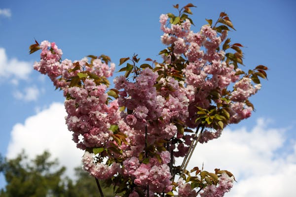 Prunus Serrulata ‘Kanzan’