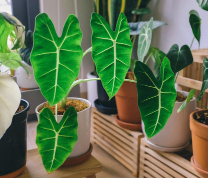 Pfeilblatt - Alocasia Cucullata
