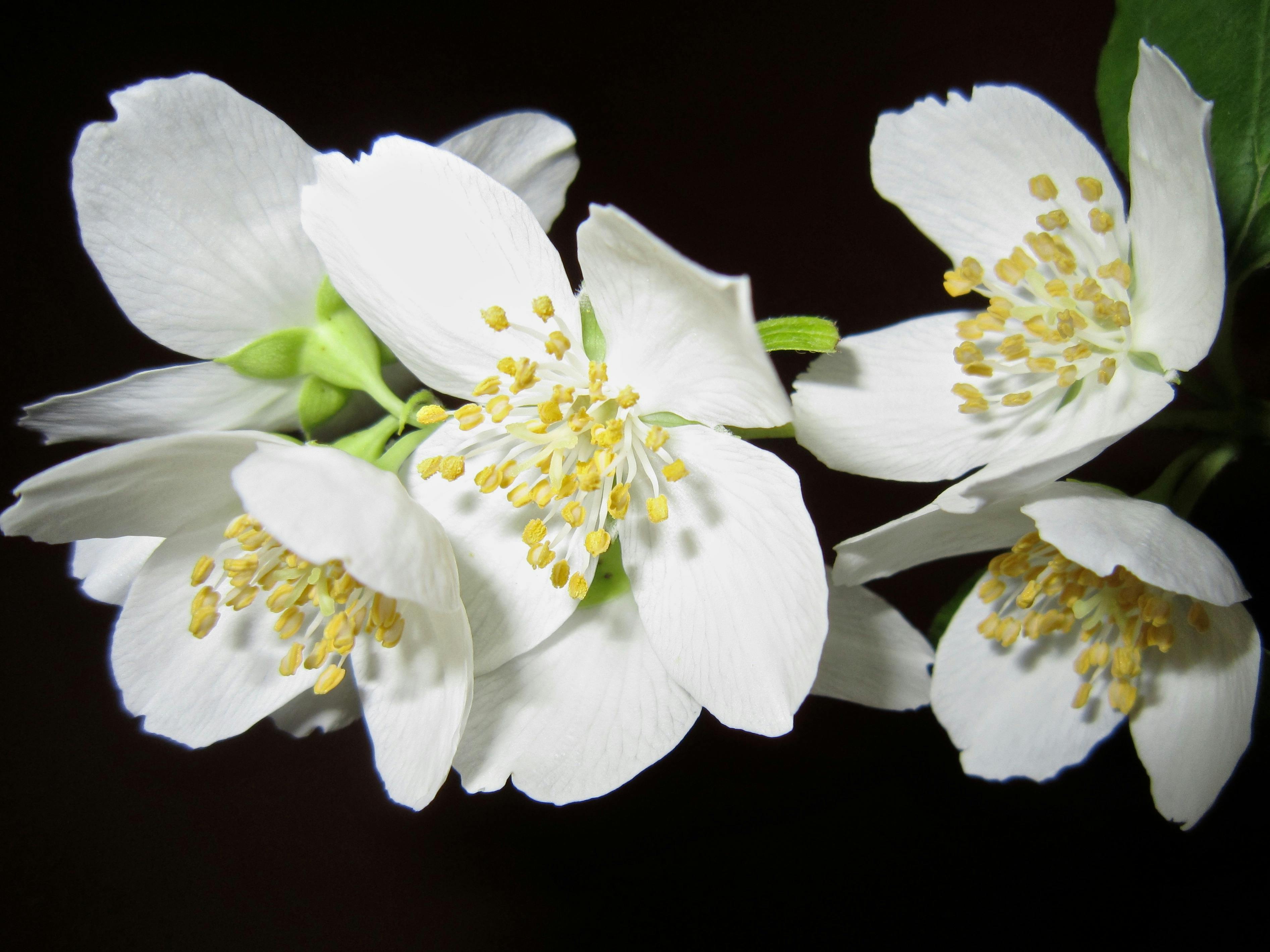 Gefüllter Gartenjasmin 'Schneesturm' (Gardenie)
