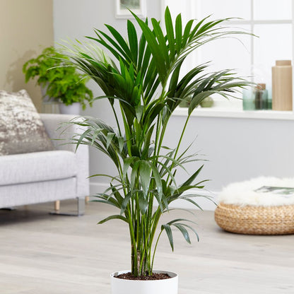 Kentiapalme - Howea forsteriana