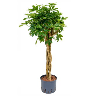 Strahlenaralie - Schefflera Arboricola Compacta (Hydro)
